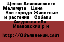 Щенки Аляскинского Маламута › Цена ­ 10 000 - Все города Животные и растения » Собаки   . Амурская обл.,Ивановский р-н